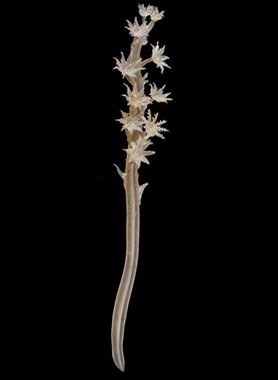 Kophobelemnon stelliferum