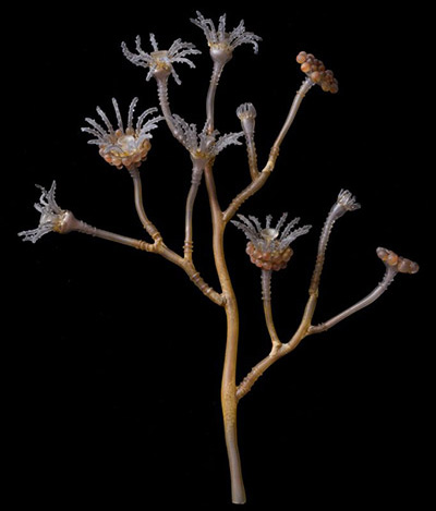 Eudendrium ramosum